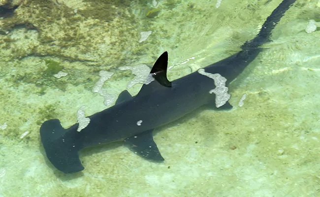 Hammerhai: Wer ist er?  Wie lebt dieser Hai mit dem seltsamen Kopf?