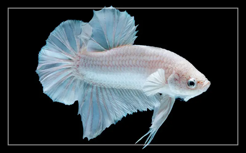 white betta fish