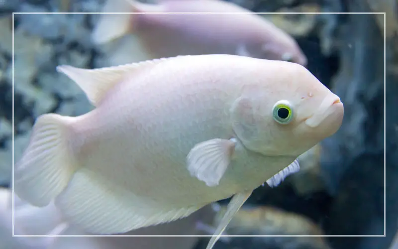 white giant gourami fish