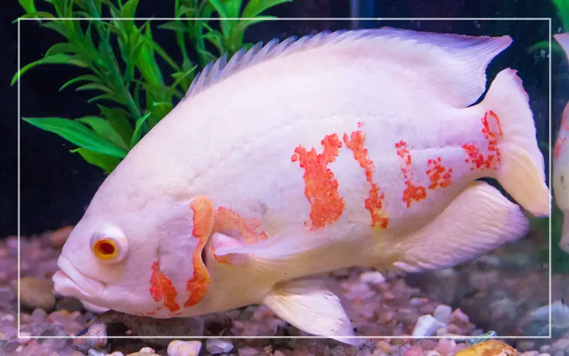 white oscar fish