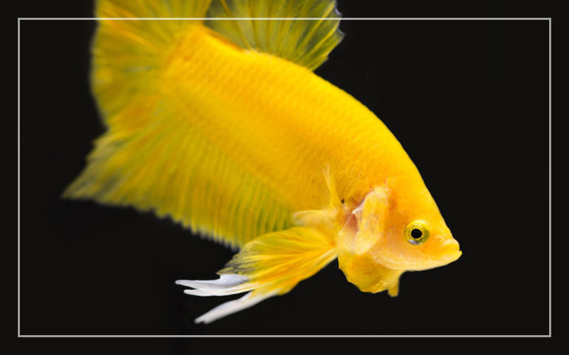 yellow betta fish