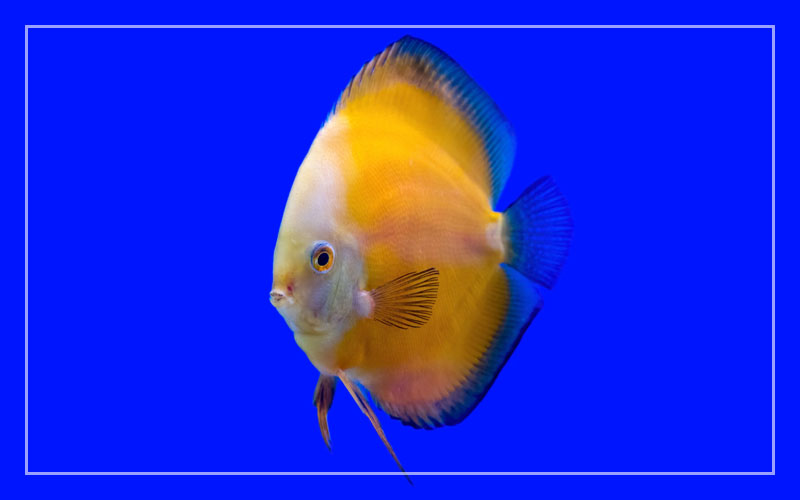 yellow discus fish
