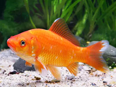 Gewöhnlicher Goldfisch
