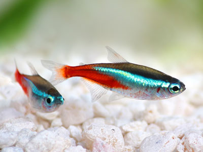 Neon-Tetras