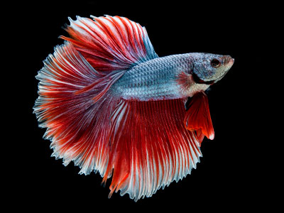 Betta Fisch