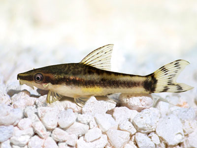 Otocinclus-Fisch