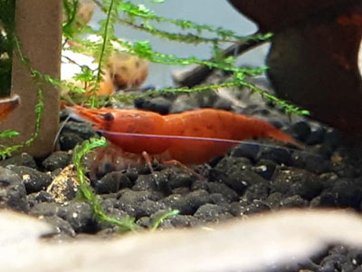 Red-Cherry-Shrimp-Neocaridina-Davidi