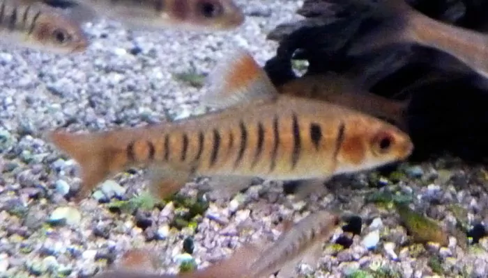african banded barb