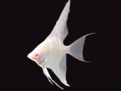 Albino-Kaiserfisch