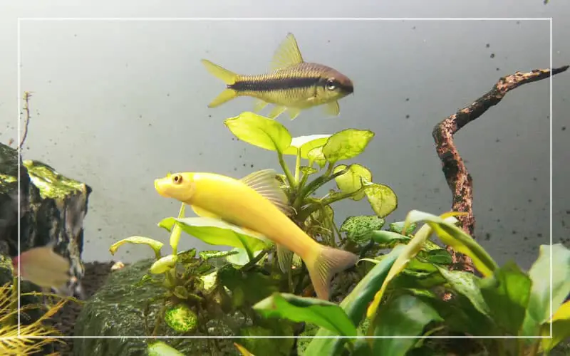 best algae eater fish aquarium