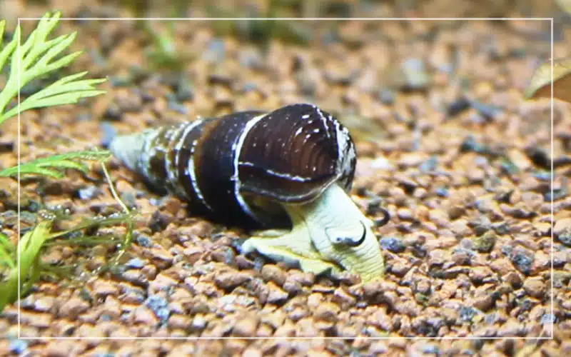 best aquarium snails freshwater
