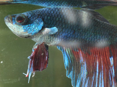 betta fish columnaris