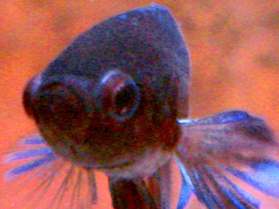 betta fish popped eyes