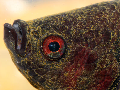 betta fish velvet disease
