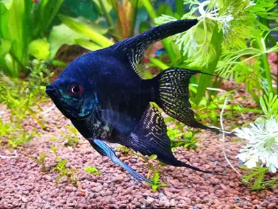 Schwarz-Spitzen-Kaiserfisch