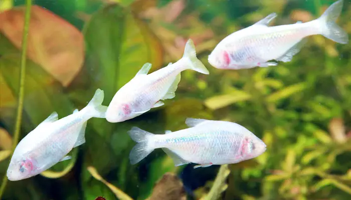 blind cave tetra fish tank requirements