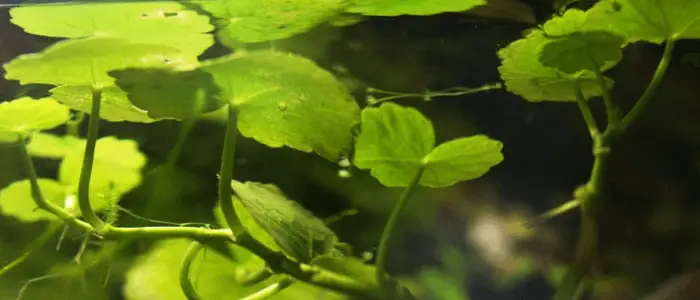 Brasilianischer Wassernabel-Hydrocotyle-Leukocephala