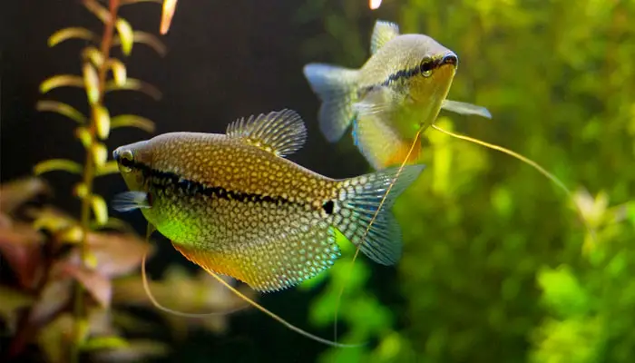 breeding gourami fish