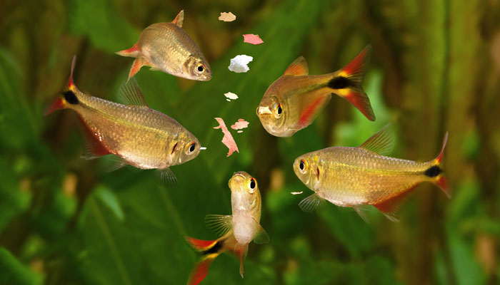 buenos aires tetra diet feeding schedule