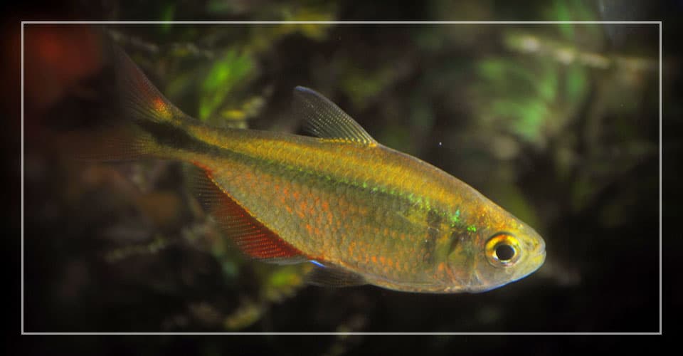 buenos aires tetra fish