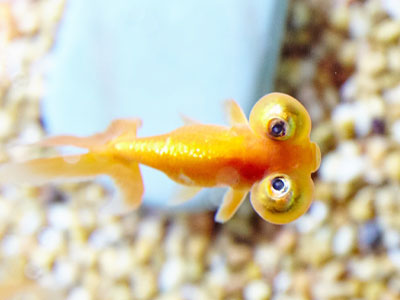 Himmlischer Augengoldfisch