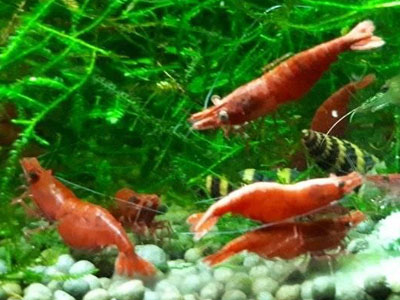 Cherry-Shrimp-Aquarium-Bodenreiniger
