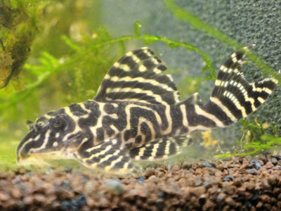 Clown-Pleco-Fisch