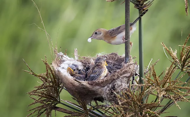 Wie finden Vögel fehlerfrei ihr Nest?