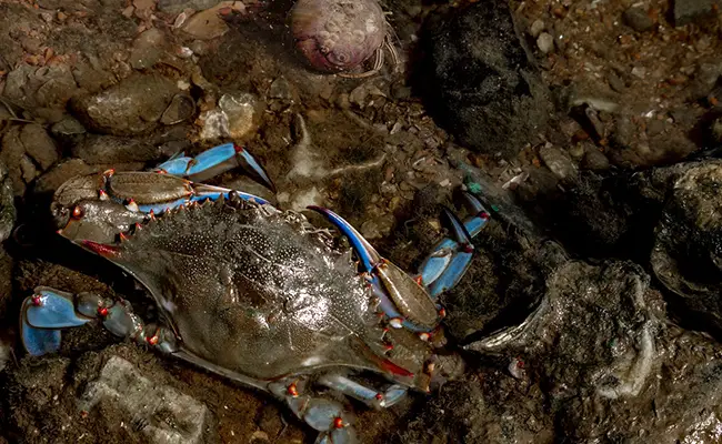 Blaue Krabbe, invasive, aggressive und gefräßige Art, die in den Vereinigten Staaten beheimatet ist