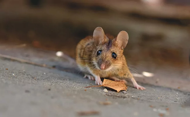 Wie wird man Mäuse los?  Die 8 besten Lösungen!