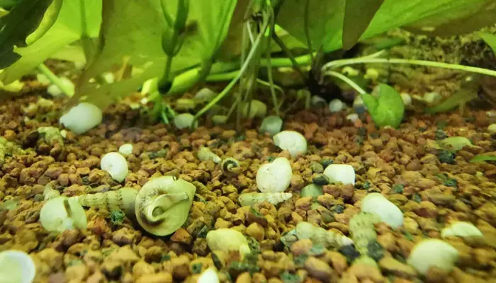 empty aquarium snail shells