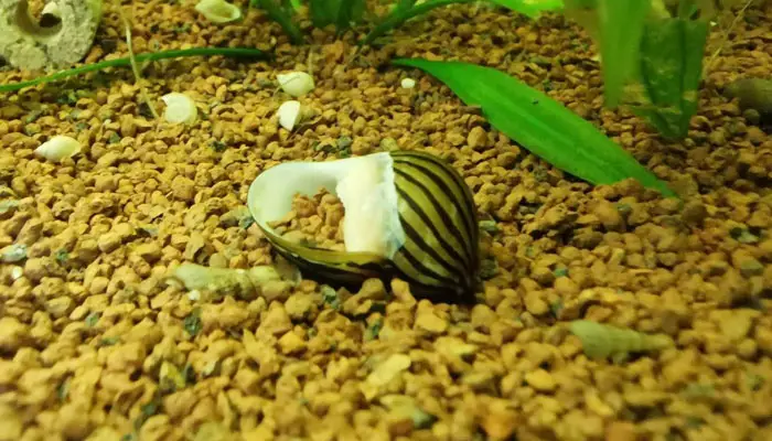 empty nerite snail shell