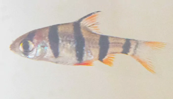 five banded barb