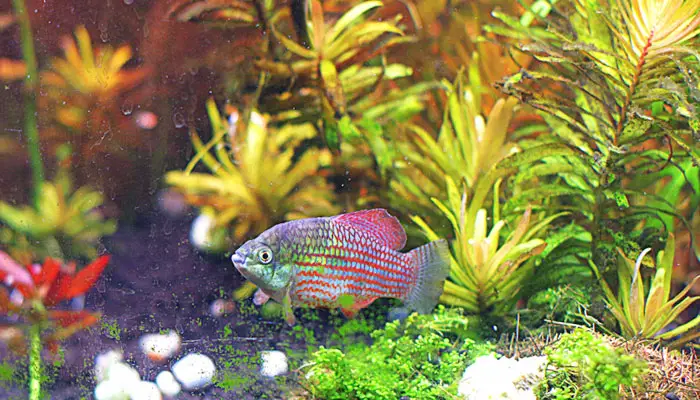 flagfish aquarium requirements