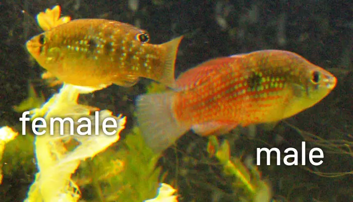 flagfish male female