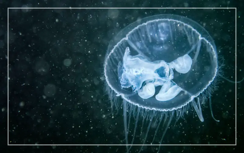 freshwater jellyfish craspedacusta sowerbyi
