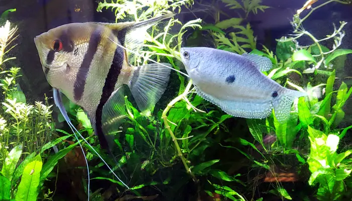 gourami fish tank mates