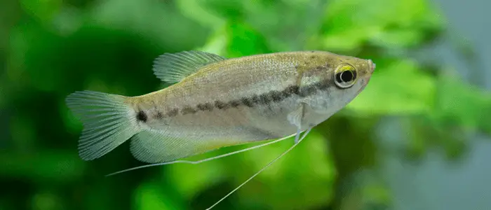 Gourami-Fisch