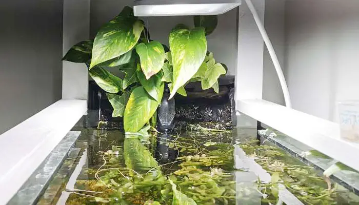 growing pothos plant aquarium