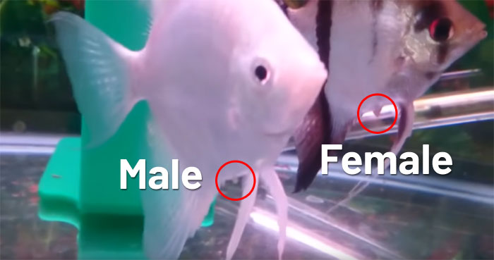 männlich-weiblich-Kaiserfisch