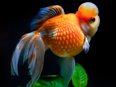 Perlschuppen-Goldfisch