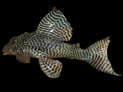 Königin-Arabesken-Pleco-Fisch