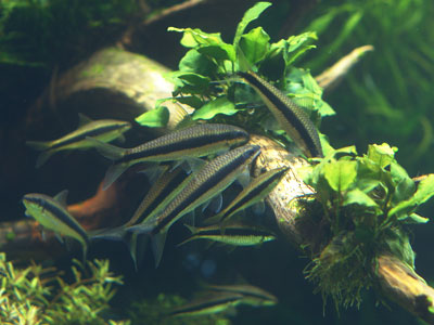 Siamesische Algenfresser sind Schwarmfische