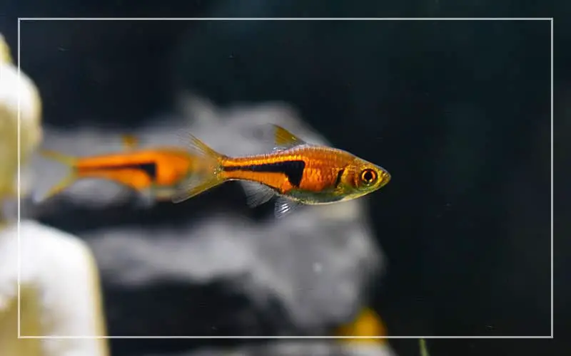 smallest aquarium fish nano tanks