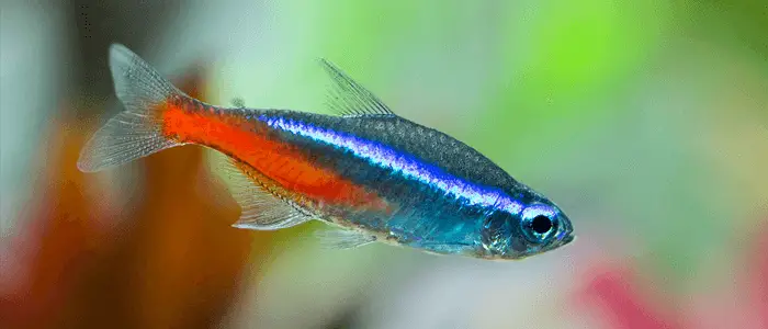 Tetra-Fisch