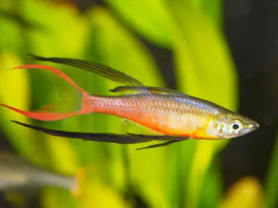 Fadenflossen-Regenbogenfisch