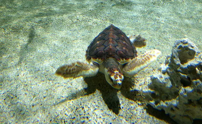 Unechte Karettschildkröte: Meeresschildkröte, die in allen Ozeanen vorkommt
