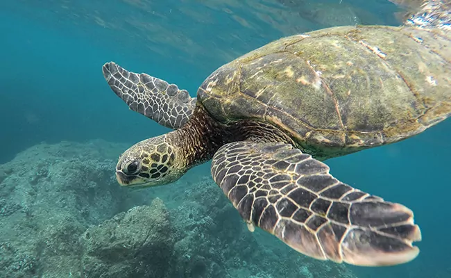 Warum fressen Meeresschildkröten Plastik?  Welche Konsequenzen?
