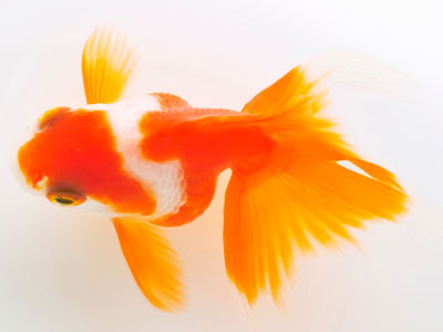 Tosakin-Goldfisch
