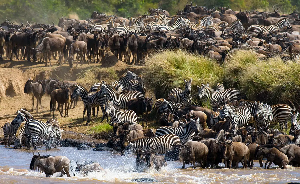 Welche Tiere kann man in Kenia sehen?